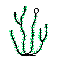 Root
